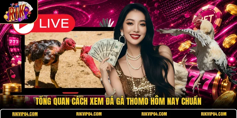 Tổng quan cách xem đá gà Thomo hôm nay chuẩn