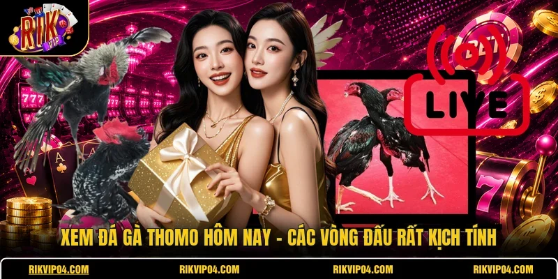 Xem Đá Gà Thomo Hôm Nay - Các Vòng Đấu Rất Kịch Tính